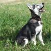 Researchers Invent New Blood Sugar Monitoring System for Dogs