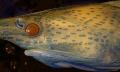 Research Indicates How Sensors Inform Paddlefish the Proximity of its Prey