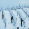 Temperature and Humidity Sensors Optimize Ice Wine Harvest