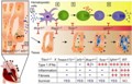 Researchers Determine Viral Sensors to Develop Treatment for Autoimmune Diseases