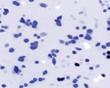 Researchers Add Timing Abilty to FRET Sensors