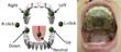 Georgia Tech Researchers Demonstrate Sensor-Enabled Tongue Drive System