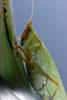 Bushcrickets' Hearing Organ Advances Bio-Inspired Acoustic Sensors Research