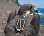 New Sophisticated Bird-Tracking System Uses STMicroelectronics’ MEMS Sensing Technology