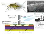 Researchers Mimic Cricket Hairs for New Kind of Camera