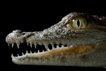 ISO Sensors in Crocs Can Detect Many Different Types of Physical and Chemical Stimuli