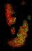 Researchers Design Biosensors to Observe Single Bacterium Cell Division
