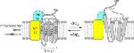 Researchers Use Highly Sensitive Fluorescent Probes to Capture Structural Dynamics of the Mitochondrion