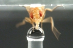 Previously Unknown Molecular Temperature Sensor in Fruit Flies Discovered by Brandeis Scientists