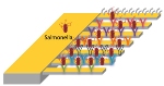 Novel Biosensor Rapidly Detects Pathogens