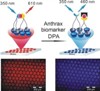 Development of a New Sensor to Detect Anthrax Spores