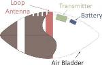 Novel System Tracks Football in 3-D Space Using Low-Frequency Magnetic Fields
