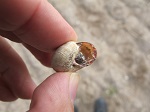 Robotics to Combat Slimy Pests