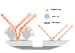 New Way to Assess Biosensing Response Enhances Detection of Rotavirus
