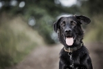Wearable Pet Tracker with Ambient Temperature Sensor