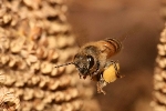 Launch of Project HoneyBee to Validate Wearable Sensor Data to Improve Patient Outcomes