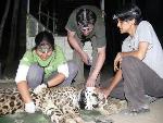 GPS-based Study of Leopards Reveals Their Strategies to Thrive in Human-Dominated Areas