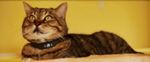 Ultra-Light GPS Collar for Cats