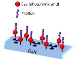 New GaN-Peptide Binding Technique Advances Development of New Range of Biosensors