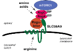 Scientists Discover Nutrient Sensor That Senses Amino Acid Arginine