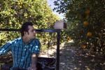 Inexpensive Vision Sensor Detects Citrus Greening
