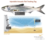 Injectable Acoustic Fish-Tracking Tag Helps Record its Passage Through Dams