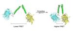 Molecular Sensor Measures 'Crowding' in Cells