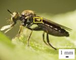 Breakthrough Discovery Could Help with Developing New Sensory Systems