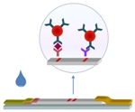 VTT Develops Antibodies-Based Morphine Drug Test Printed on Paper