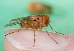 Insect-Inspired Miniature Directional Microphone for Innovative Hearing Aid System