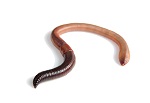 How do Animals Detect Magnetic Fields? Worm Brain May Hold Answer