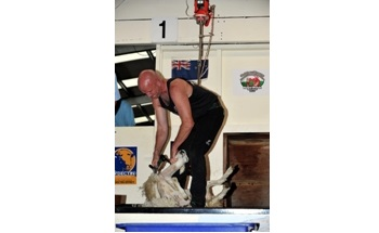 Sensor Technology Helps to Keep Sheep Shorn!
