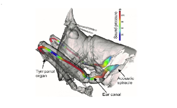 Study of Insect Ears Could Help Create Improved Auditory Sensors for Humans
