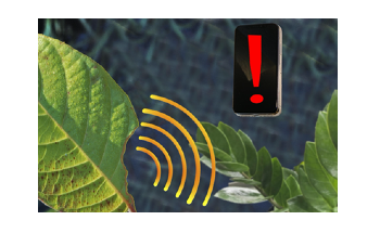 Nanosensors Provide Valuable Insights to Improve Crop Yields