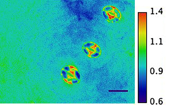 New Nanosensor to Monitor SnRK2 Protein Kinase Activity in Plant Cells