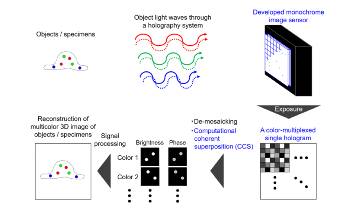 Novel Color-Multiplexed Holography System Senses Fluorescence, White Light