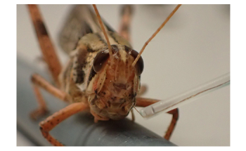 Bomb-Sniffing Cyborg Locusts Could Soon Become a Reality