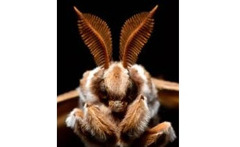 Researchers Take Cue from Moth Antennas to Create Microsensors