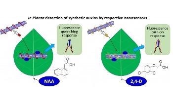 Novel Sensor can Revolutionize Screening for Herbicide Resistance in Plants