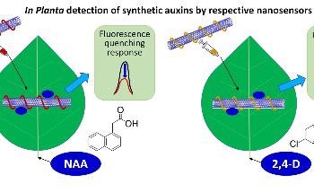 SMART Researchers Design Novel Sensors to Detect Plant Hormones