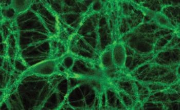 Novel Fluorescent Biosensor Allows Observation of Real-Time Brain Dynamics of Neuropeptides