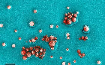 Highly Sensitive Sensor can Identify Proteins in Solution at Single-Molecule Precision