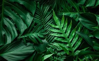 Scientists Create a Wearable Sensor for Plant Leaves to Detect Water Loss Early