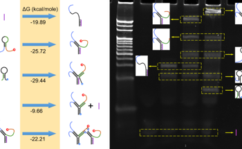 Novel Electrochemical/Fluorescent Dual-Mode Biosensor