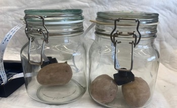 Early Detection of Hidden Diseases in Potato Tubers Using a Biological Sensor