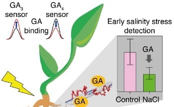 SMART Researchers Develop First Nanotube Sensors Capable of Detecting and Distinguishing Gibberellin Plant Hormones
