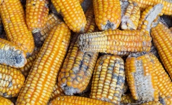 Real-Time Monitoring of Food Spoilage Made Possible by New Wireless Sensor