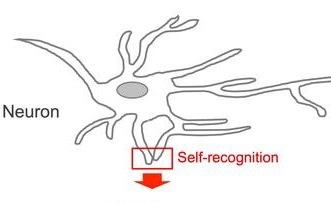 Fluorescent Sensor Shows the Interaction and Disconnection of Brain Cells