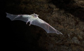 Bats Map Urban Heat Islands in the Area of Gush Dan