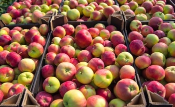 Smart Food Sensing: High-Tech Solution to Cut Global Food Waste
